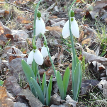 Integrative Practice