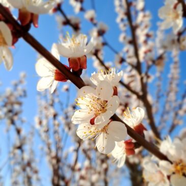 Mit választhatok ma?